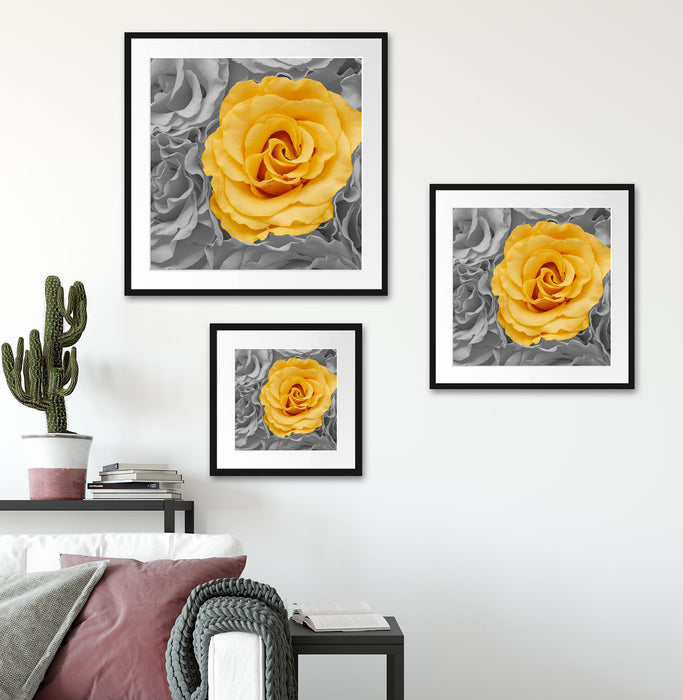 gelbe Rose im Rosenmeer Quadratisch Passepartout Wohnzimmer