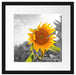 Nahaufnahme einer Sonnenblume Passepartout Quadratisch 40x40