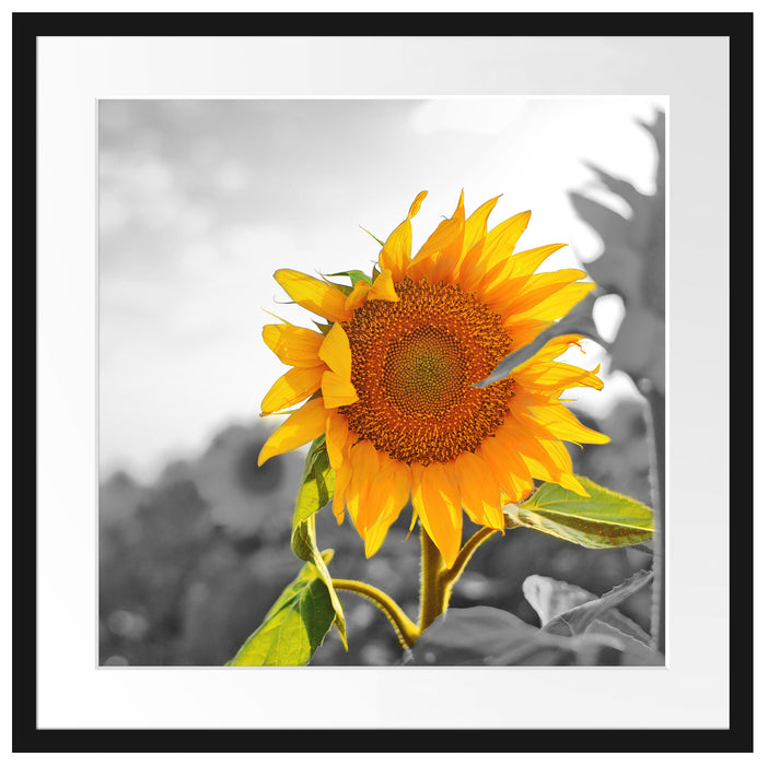 Nahaufnahme einer Sonnenblume Passepartout Quadratisch 55x55