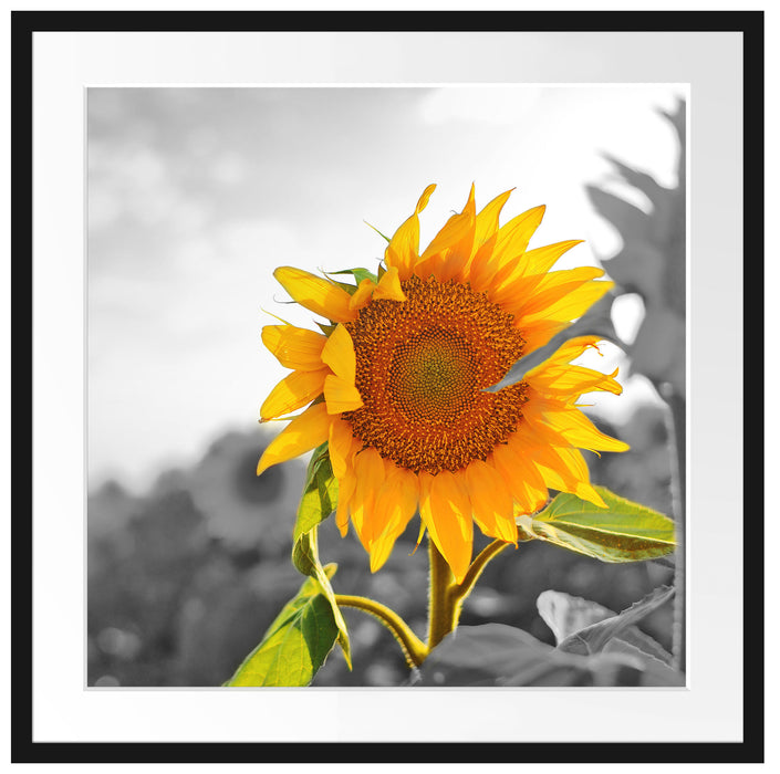 Nahaufnahme einer Sonnenblume Passepartout Quadratisch 70x70