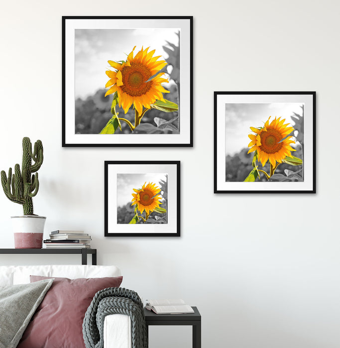 Nahaufnahme einer Sonnenblume Quadratisch Passepartout Wohnzimmer