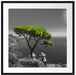 Baum am Mittelmeer Passepartout Quadratisch 70x70