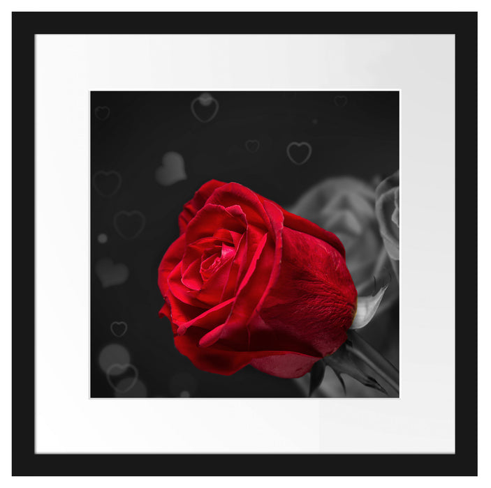 rote Rosen zum Valentinstag Passepartout Quadratisch 40x40