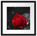rote Rosen zum Valentinstag Passepartout Quadratisch 40x40