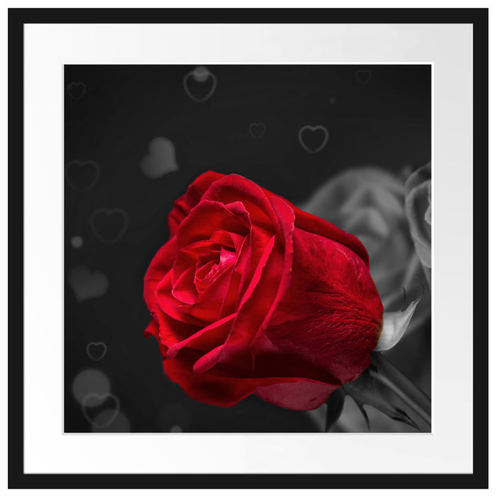 rote Rosen zum Valentinstag Passepartout Quadratisch 55x55