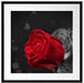 rote Rosen zum Valentinstag Passepartout Quadratisch 55x55