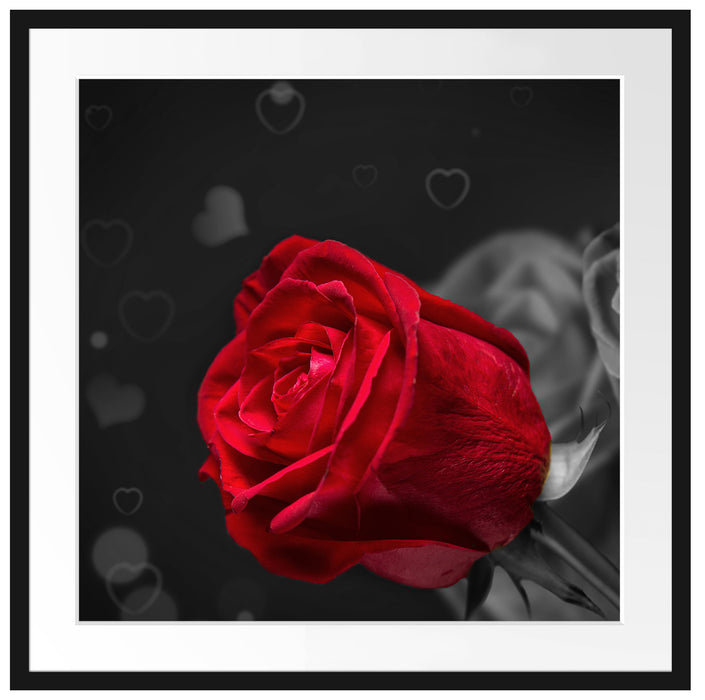 rote Rosen zum Valentinstag Passepartout Quadratisch 70x70