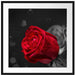 rote Rosen zum Valentinstag Passepartout Quadratisch 70x70