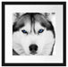 Husky mit blauen Augen Passepartout Quadratisch 40x40