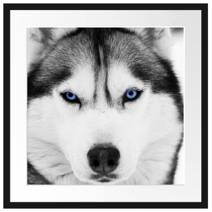 Husky mit blauen Augen Passepartout Quadratisch 55x55