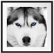 Husky mit blauen Augen Passepartout Quadratisch 55x55