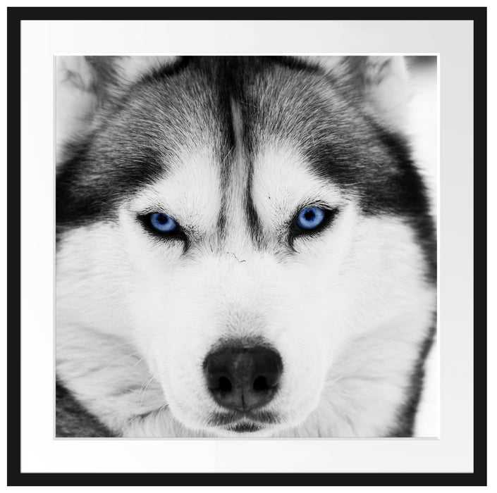 Husky mit blauen Augen Passepartout Quadratisch 70x70