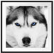 Husky mit blauen Augen Passepartout Quadratisch 70x70