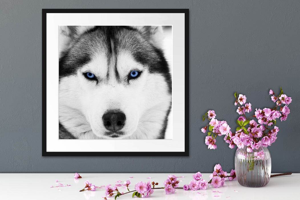 Husky mit blauen Augen Quadratisch Passepartout Dekovorschlag