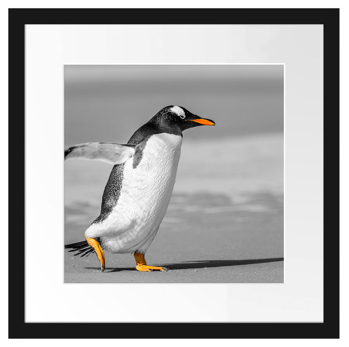watschelnder Pinguin am Strand Passepartout Quadratisch 40x40