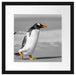 watschelnder Pinguin am Strand Passepartout Quadratisch 40x40