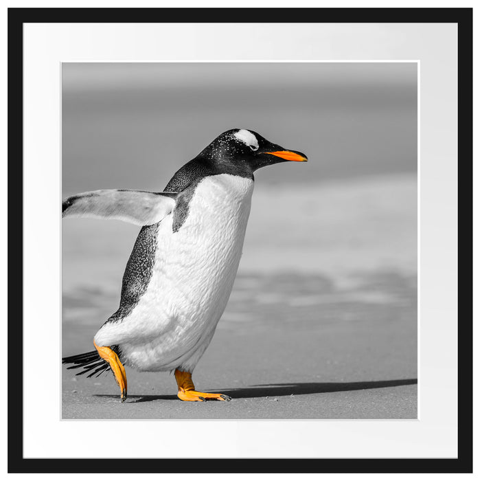 watschelnder Pinguin am Strand Passepartout Quadratisch 55x55