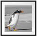 watschelnder Pinguin am Strand Passepartout Quadratisch 55x55