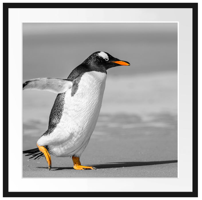watschelnder Pinguin am Strand Passepartout Quadratisch 70x70