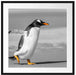 watschelnder Pinguin am Strand Passepartout Quadratisch 70x70