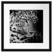 Leopardenkopf Passepartout Quadratisch 40x40