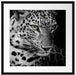 Leopardenkopf Passepartout Quadratisch 55x55