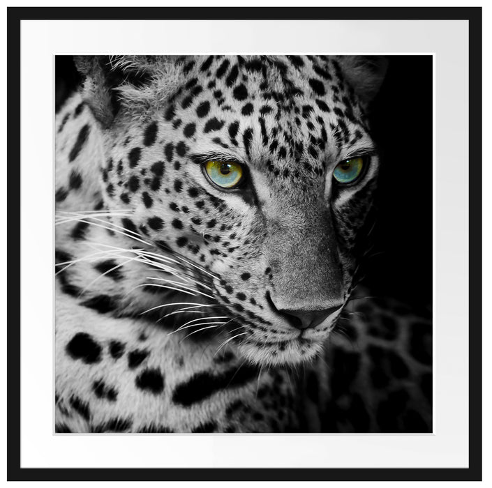 Leopardenkopf Passepartout Quadratisch 70x70