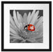 leuchtender Marienkäfer auf Blüte Passepartout Quadratisch 40x40
