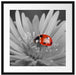 leuchtender Marienkäfer auf Blüte Passepartout Quadratisch 55x55