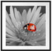 leuchtender Marienkäfer auf Blüte Passepartout Quadratisch 70x70