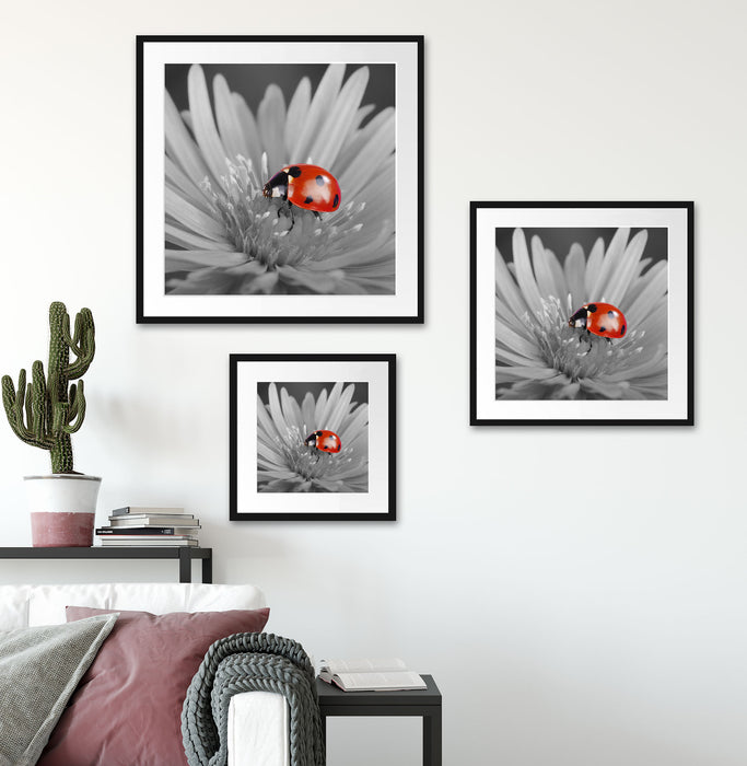 leuchtender Marienkäfer auf Blüte Quadratisch Passepartout Wohnzimmer