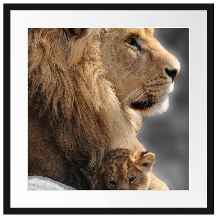 Löwe mit Löwenbaby Passepartout Quadratisch 55x55