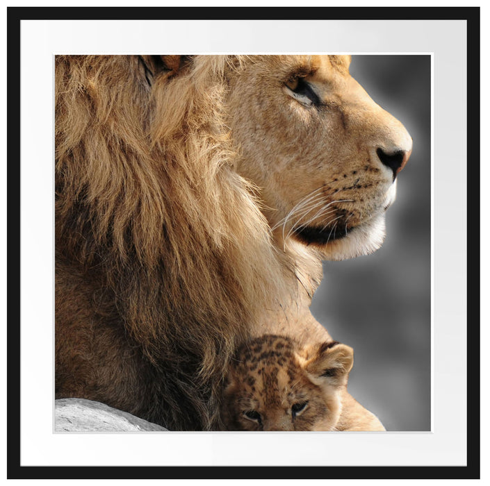 Löwe mit Löwenbaby Passepartout Quadratisch 70x70