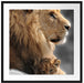 Löwe mit Löwenbaby Passepartout Quadratisch 70x70
