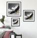 Weißkopfseeadler beim fliegen Quadratisch Passepartout Wohnzimmer