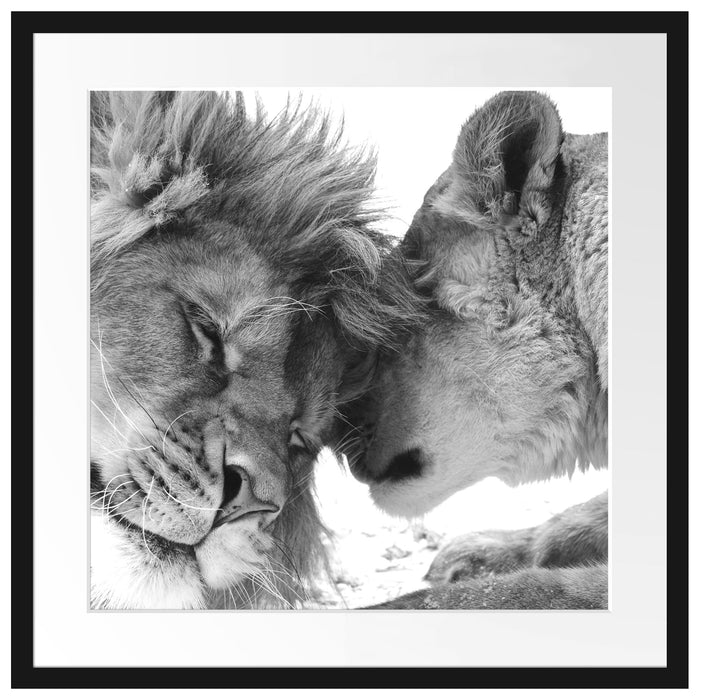 Bezauberndes kuschelndes Löwenpaar Passepartout Quadratisch 55x55