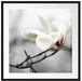 Magnolienblüten Passepartout Quadratisch 70x70