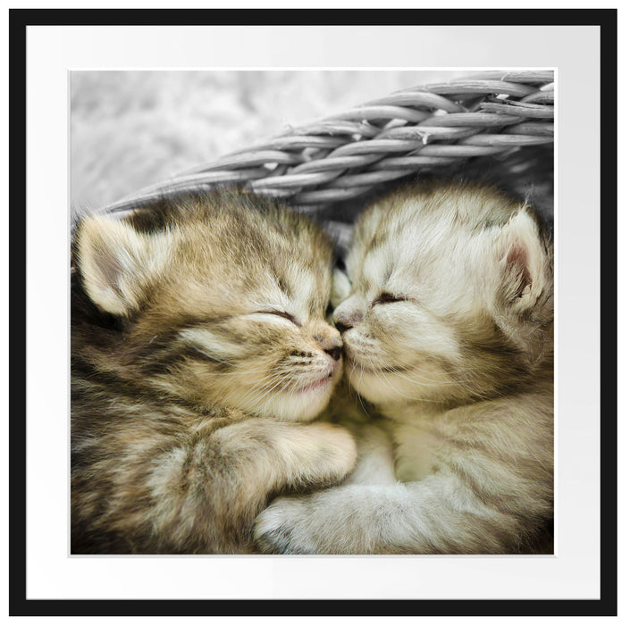 Zwei süße Babykatzen im Korb Passepartout Quadratisch 70x70