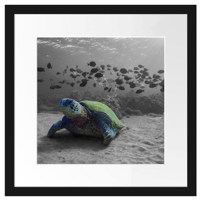 Schildkröte im Ozean Passepartout Quadratisch 40x40