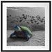 Schildkröte im Ozean Passepartout Quadratisch 55x55