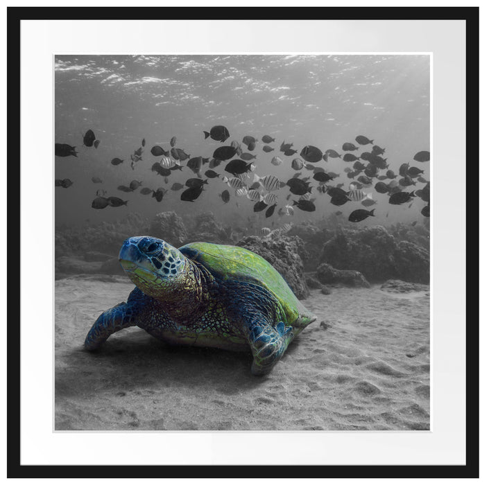 Schildkröte im Ozean Passepartout Quadratisch 70x70