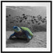 Schildkröte im Ozean Passepartout Quadratisch 70x70