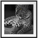 Leopard auf Felsen liegend Passepartout Quadratisch 70x70