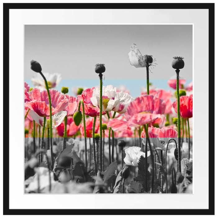 Blumenwiese Mohnblumen Passepartout Quadratisch 70x70