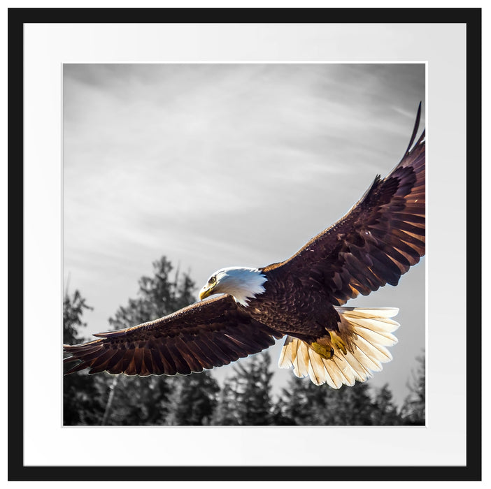 großer fliegender Adler Passepartout Quadratisch 55x55