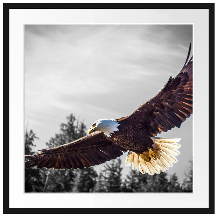 großer fliegender Adler Passepartout Quadratisch 70x70