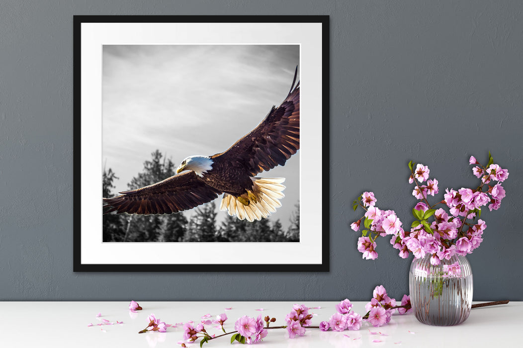 großer fliegender Adler Quadratisch Passepartout Dekovorschlag