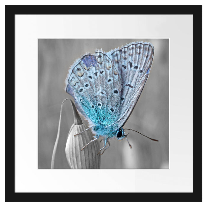 wunderschöner blauer Schmetterling Passepartout Quadratisch 40x40