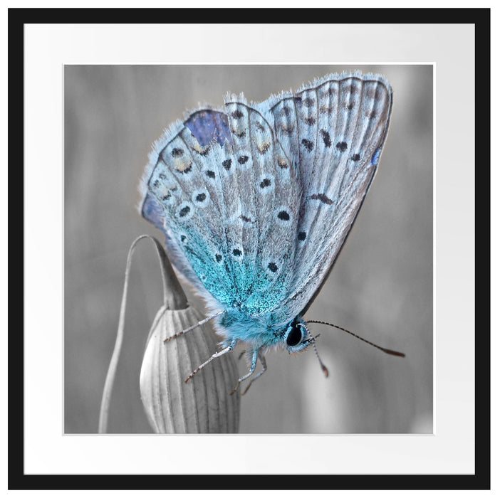 wunderschöner blauer Schmetterling Passepartout Quadratisch 55x55