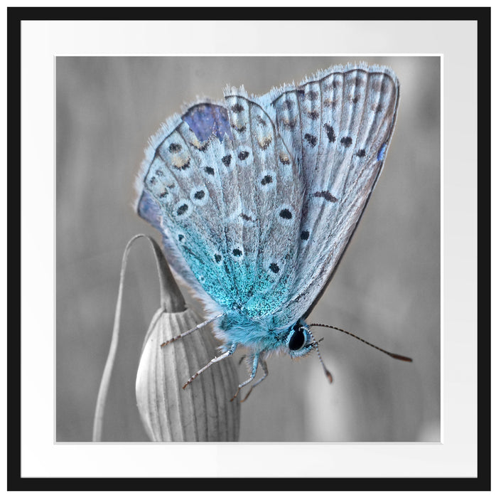 wunderschöner blauer Schmetterling Passepartout Quadratisch 70x70